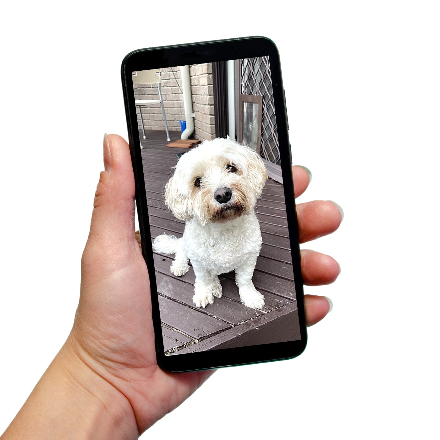 upload your pet photo